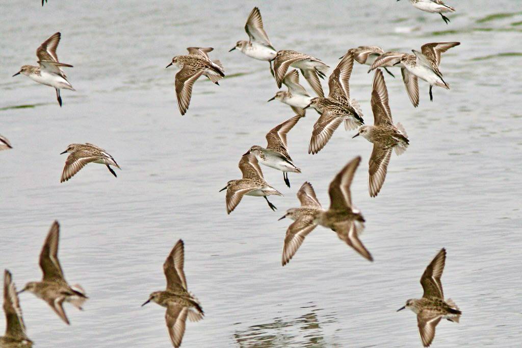 Semipalmated sandpipers by hmclin is licensed under CC BY-NC-ND 2.0.